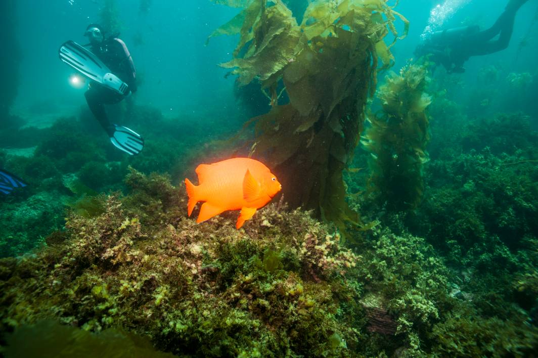 Scuba dive Catalina kelp forest underwater garibaldi diver