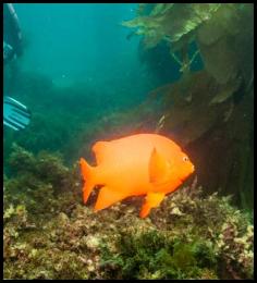 Scuba dive Catalina kelp forest underwater garibaldi diver