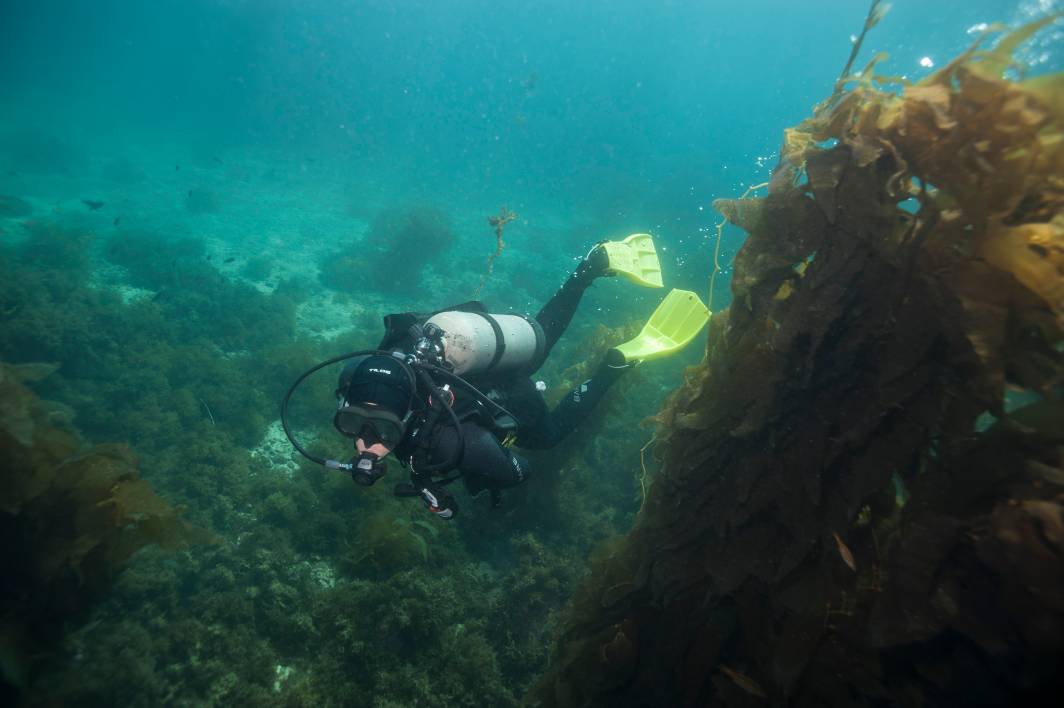 Scuba dive Catalina Island kelp forest underwater diver