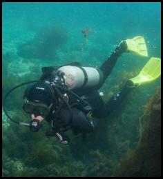 Scuba dive Catalina Island kelp forest underwater diver