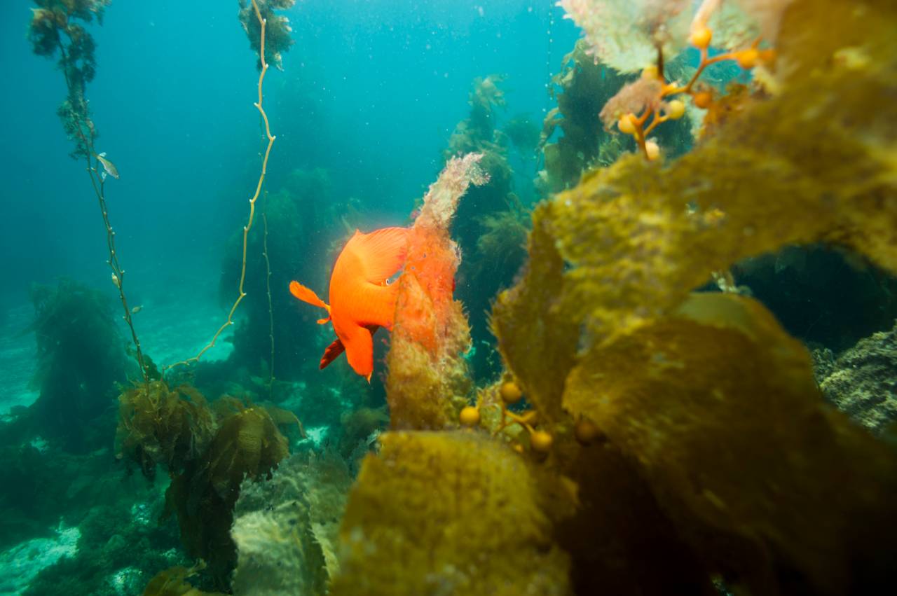 Scuba dive Catalina Island kelp forest underwater garibaldi