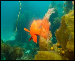 Scuba dive Catalina Island kelp forest underwater garibaldi