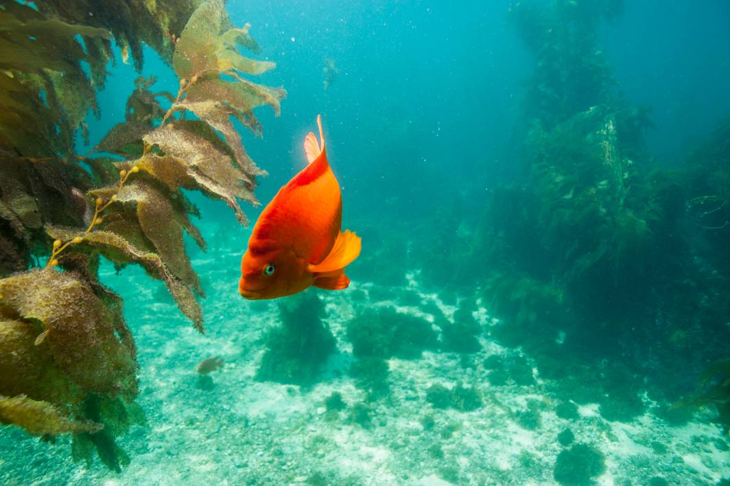 Scuba dive Catalina Island kelp forest underwater garibaldi