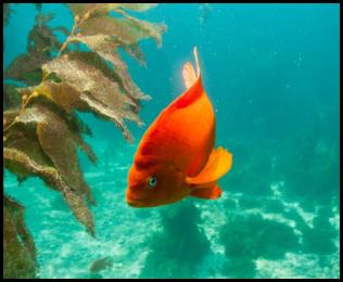 Scuba dive Catalina Island kelp forest underwater garibaldi