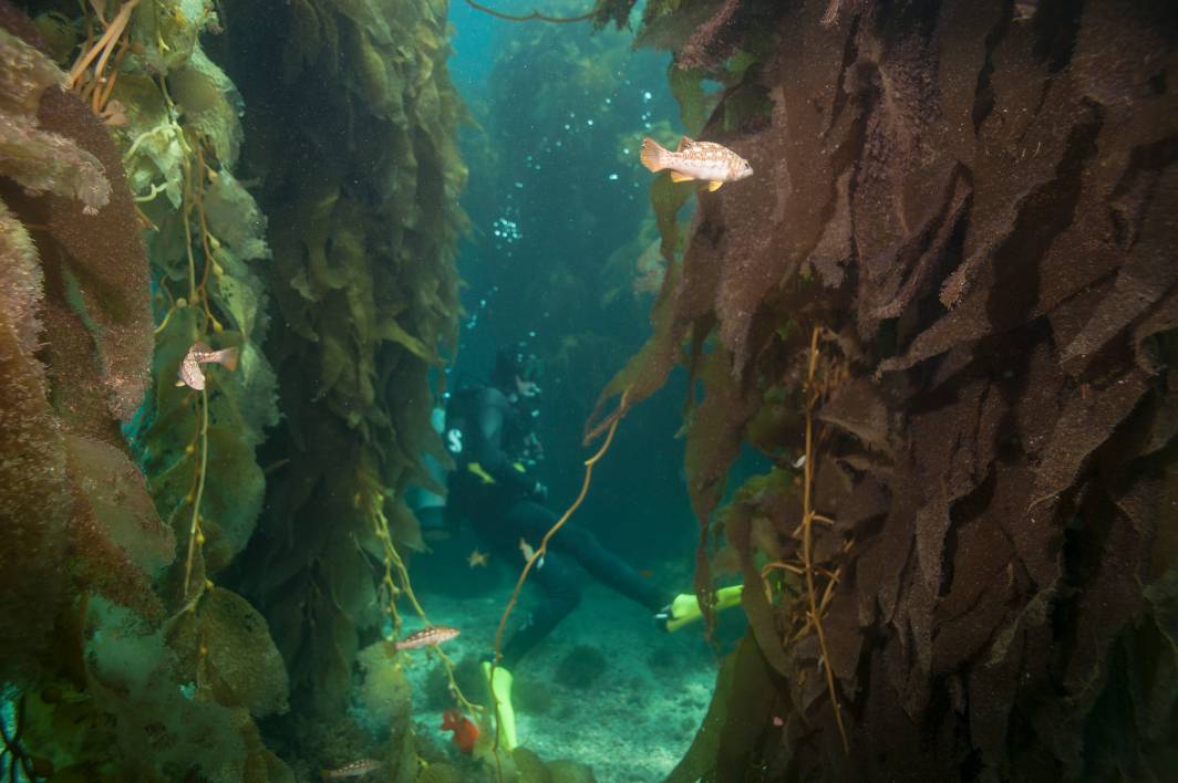 Scuba dive Catalina Island kelp forest underwater diver