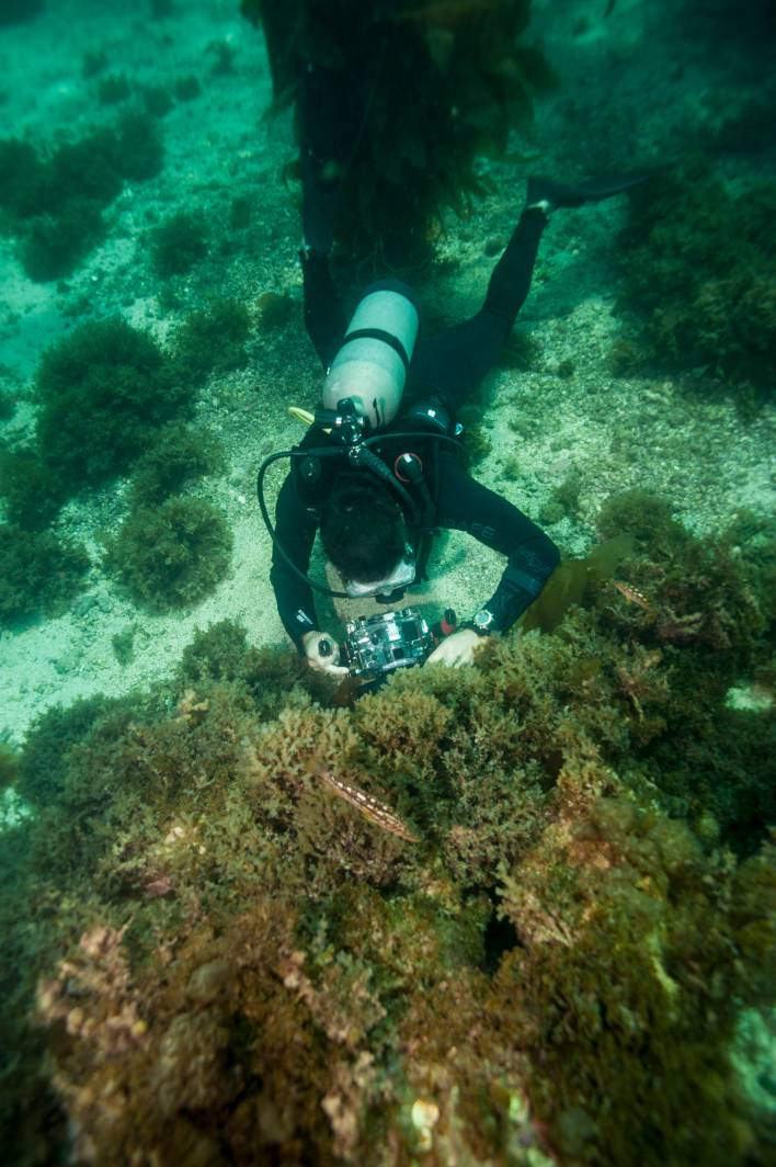 Scuba dive Catalina Island kelp forest underwater diver photographer