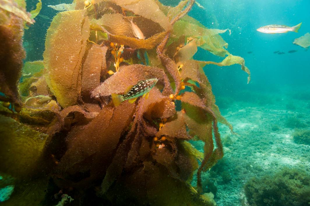 Scuba dive Catalina Island kelp forest underwater fish