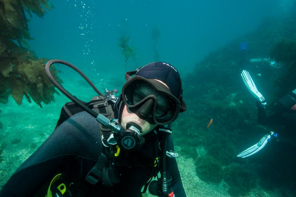 Scuba dive Catalina Island kelp forest underwater diver