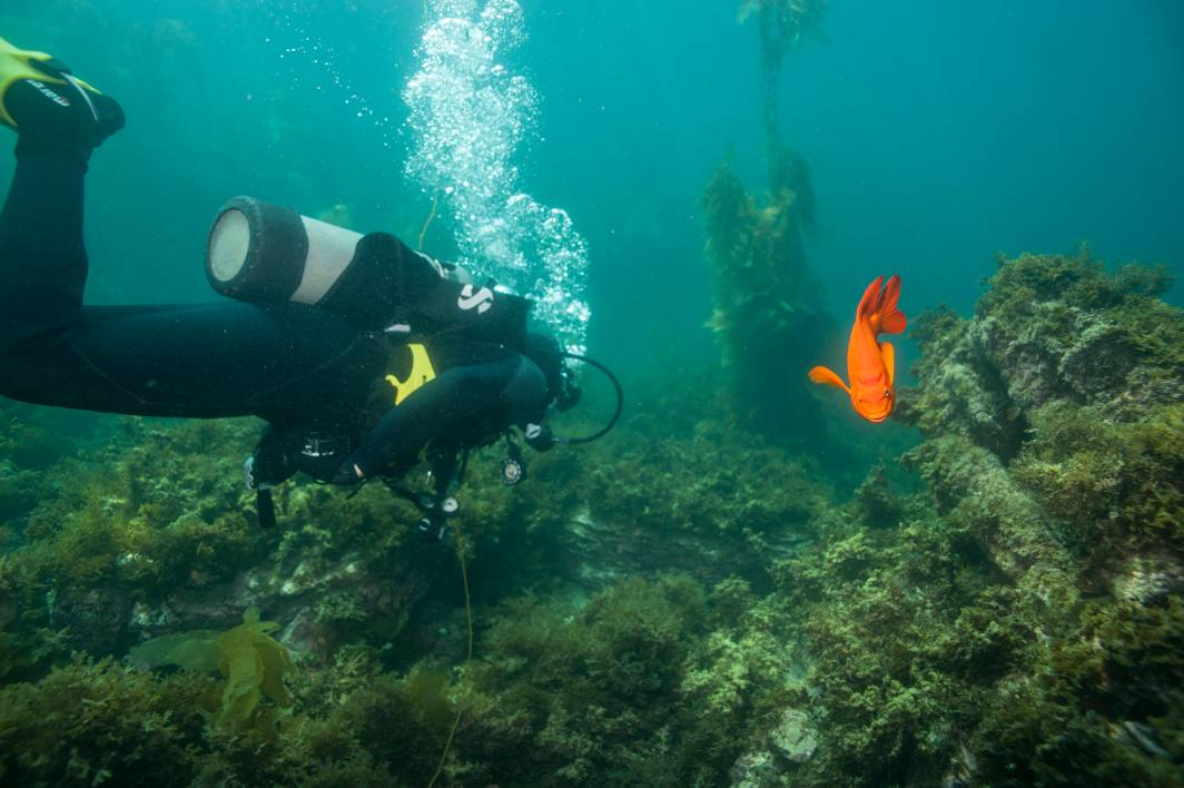 Scuba dive Catalina Island kelp forest underwater diver garibaldi