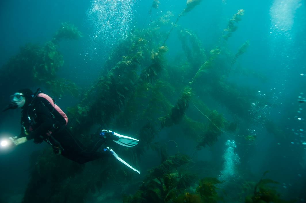 Scuba dive Catalina Island kelp forest underwater diver