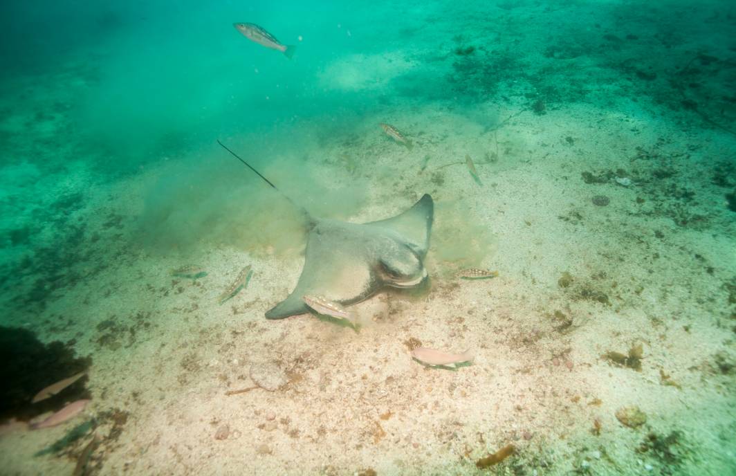 Scuba dive Catalina Island kelp forest underwater bat ray