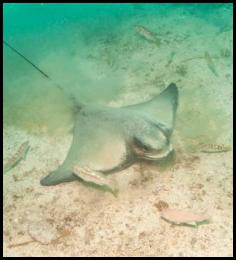 Scuba dive Catalina Island kelp forest underwater bat ray