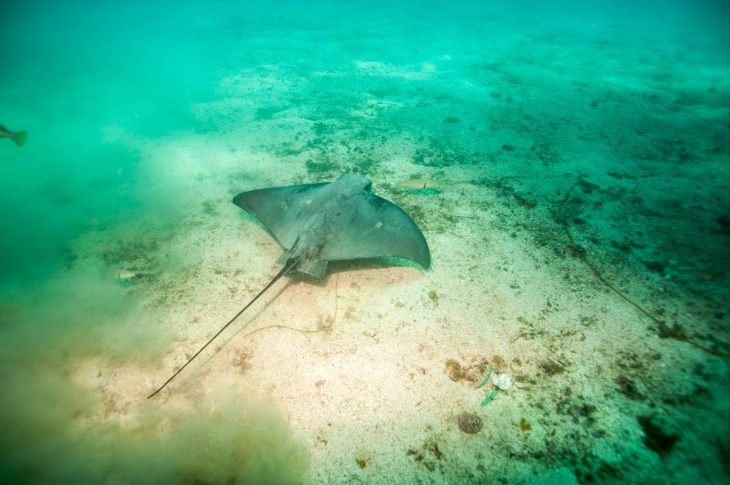 Scuba dive Catalina Island kelp forest underwater bat ray