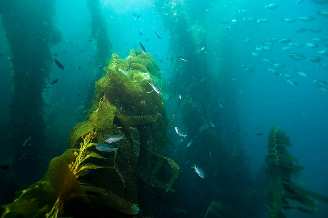 Scuba dive Catalina Island kelp forest underwater