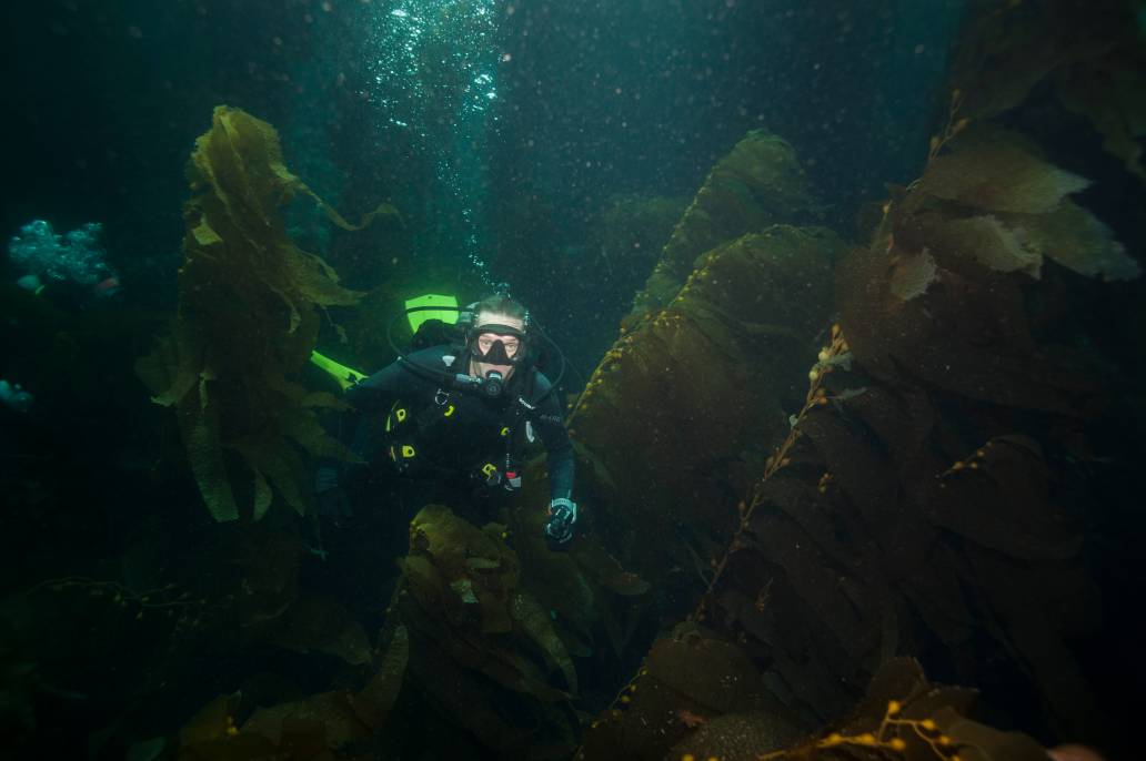 Scuba dive Catalina Island kelp forest underwater