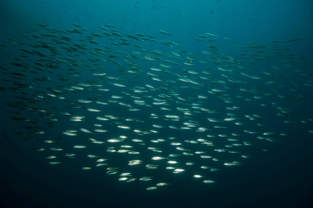 Scuba dive Catalina Island kelp forest underwater fish school