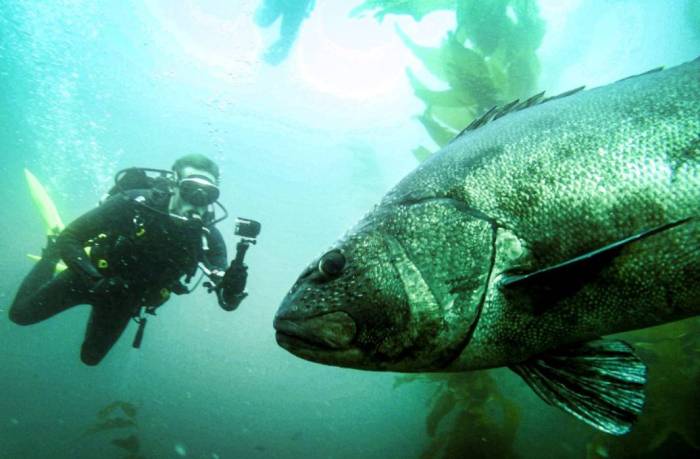Catalina scuba dive black sea bass